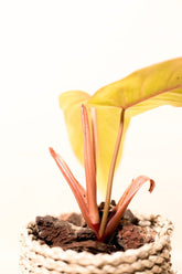 Philodendron sp. "Painted Lady"